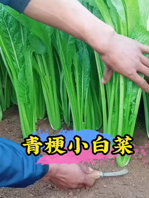 有这么一款小青菜,它无筋无丝口感好,生长周期短,长得嗷嗷快