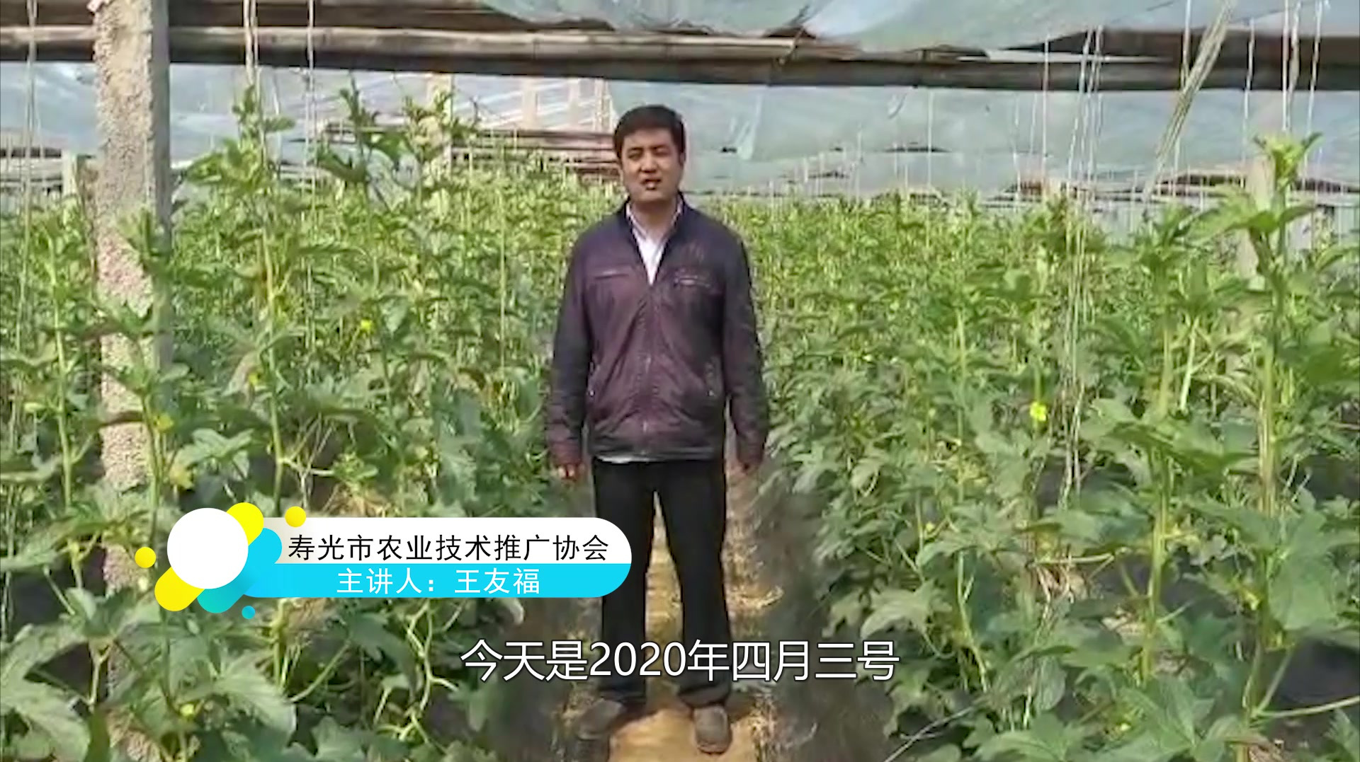 这样种植甜瓜,大棚成旅游景点,双倍收益