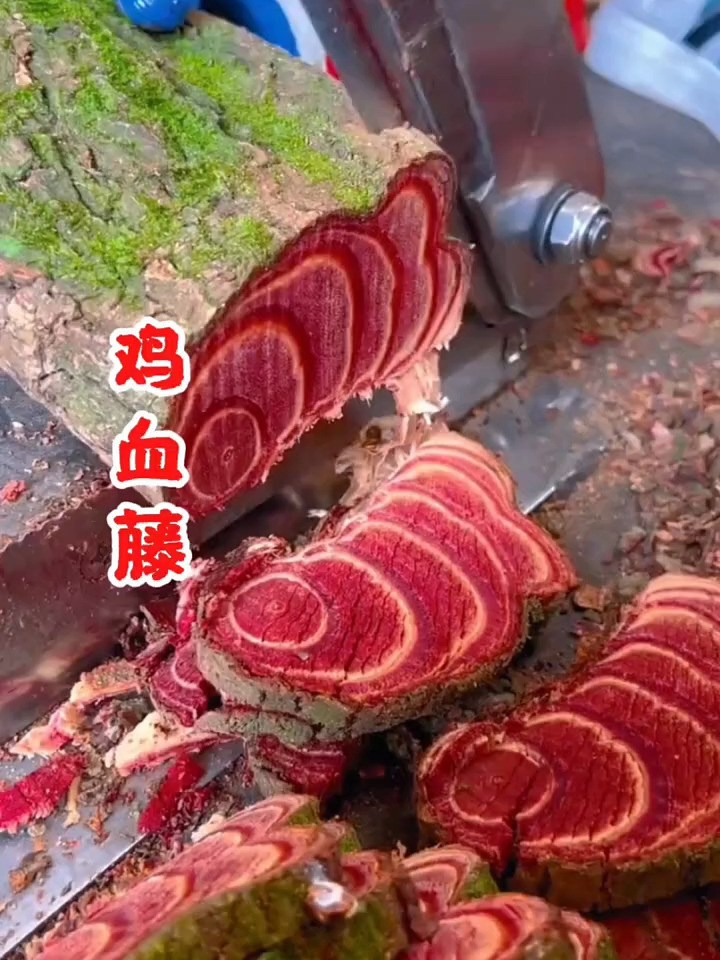 鸡血藤是一种很好的药材,遇见了千万不要当柴火了