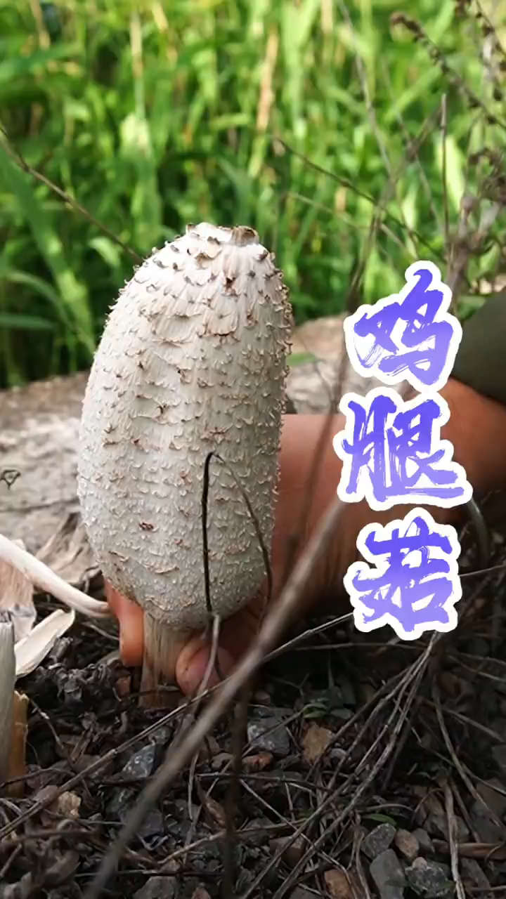 没想到村里边的路上都长了蘑菇,而且还是好吃的鸡腿菇