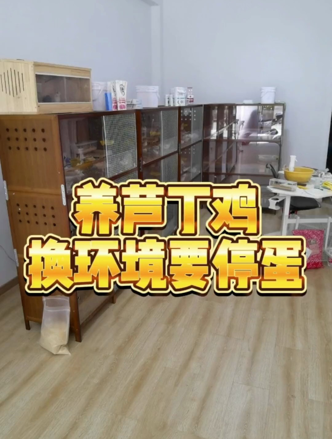 芦丁鸡:养芦丁鸡换坏境要停蛋