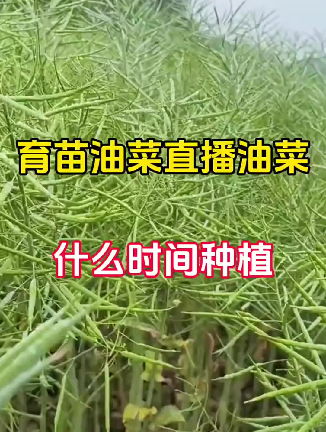 育苗油菜,什么时间种植呢?