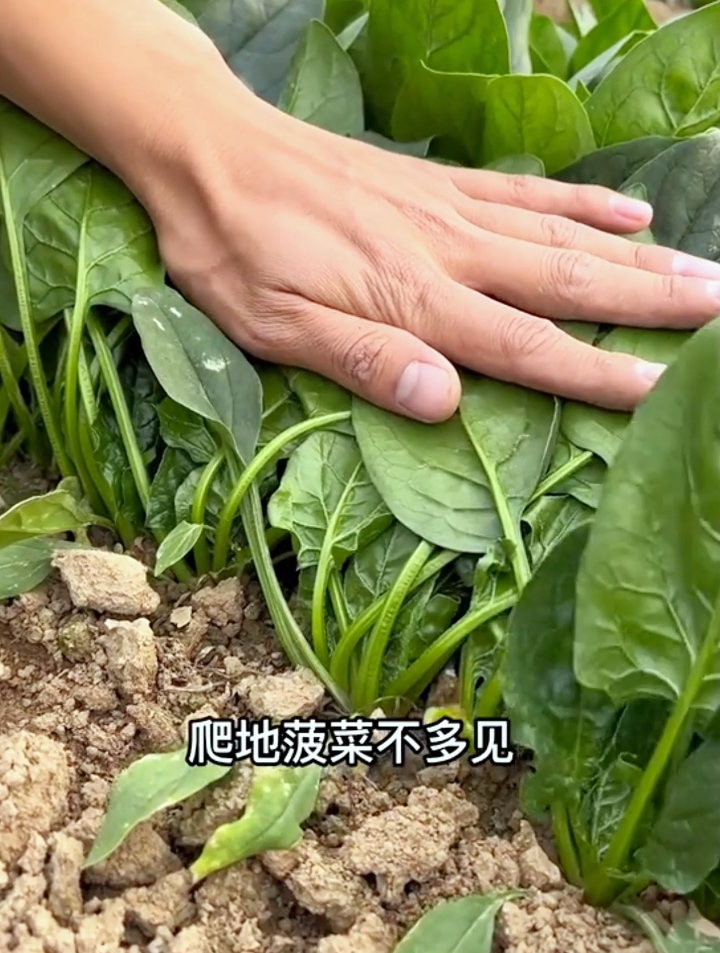种植菠菜担心发芽率低?掌握这3个小窍门,让你菠菜爆棚!