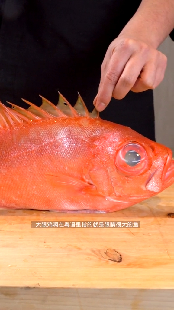 大眼鸡是条有故事的鱼!