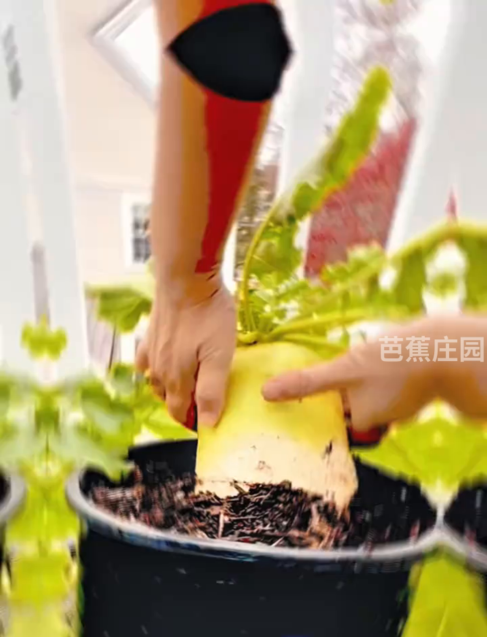 老猪带你走进蔬菜世界,一起学学这些绿色小伙伴