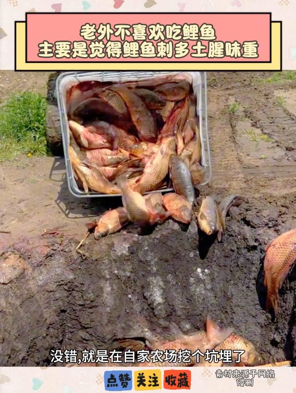 老外不喜欢吃鲤鱼主要是觉得鲤鱼刺多土腥味重