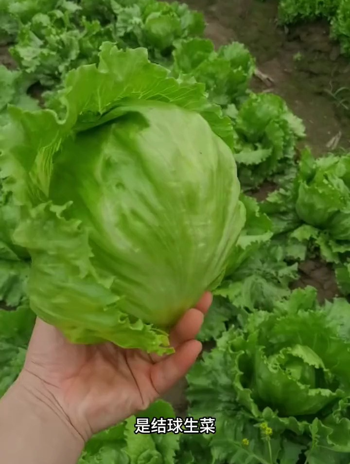 这种长得像“球”的菜,口感胜过普通生菜,营养价值高!