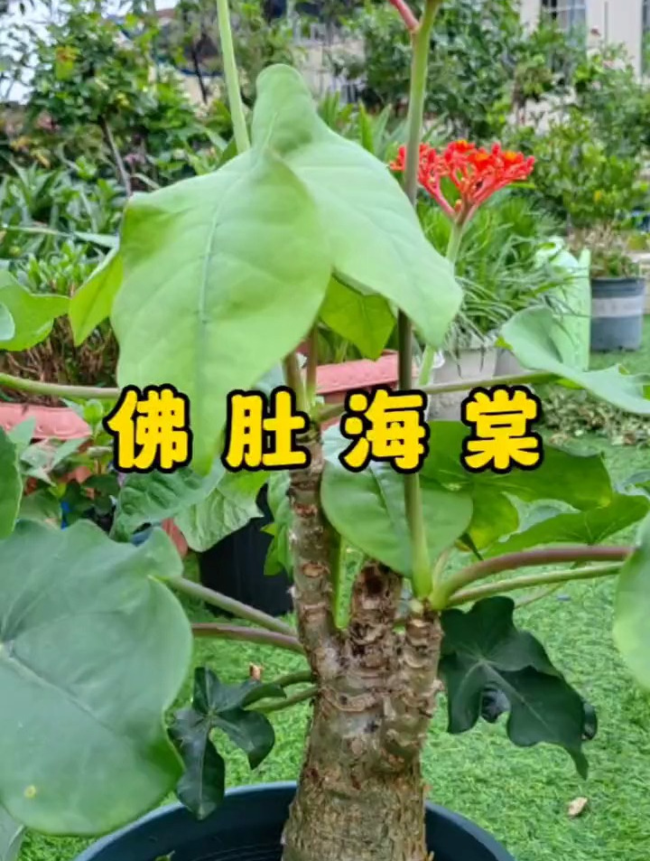 一个月不浇水也能活的自在的佛肚海棠,没有比这更好养的花卉了