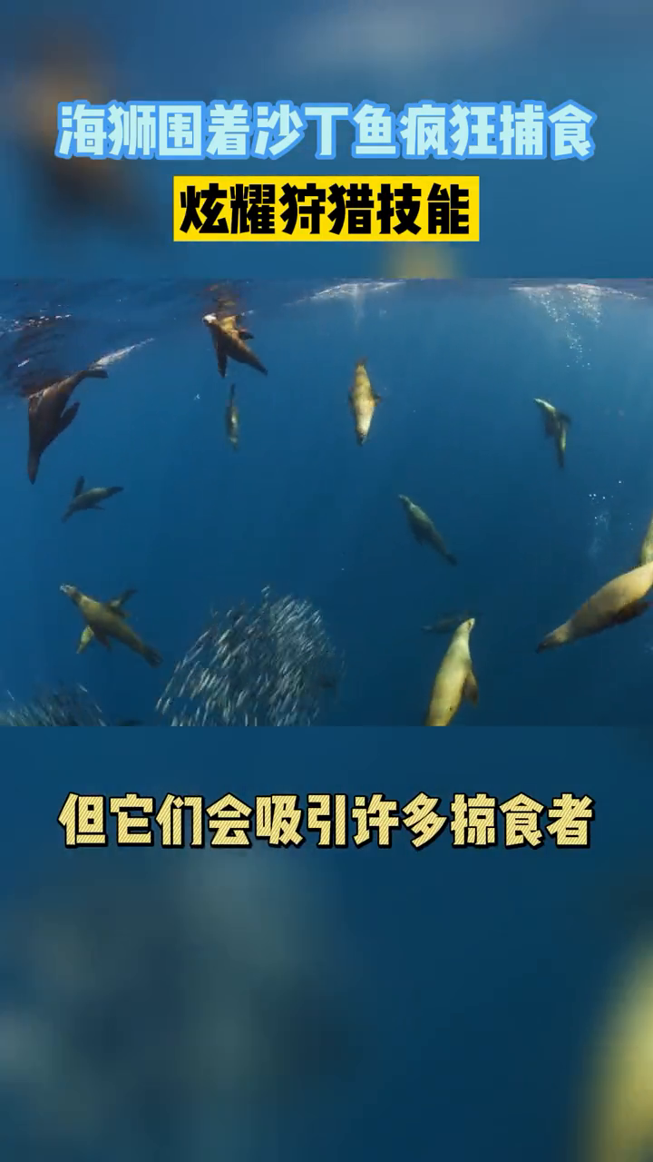 一群海狮围着沙丁鱼群疯狂捕食