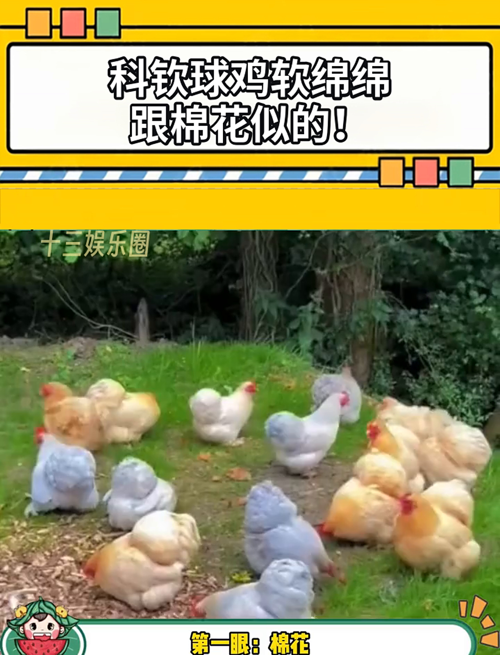 科钦球鸡软绵绵，跟棉花似的！