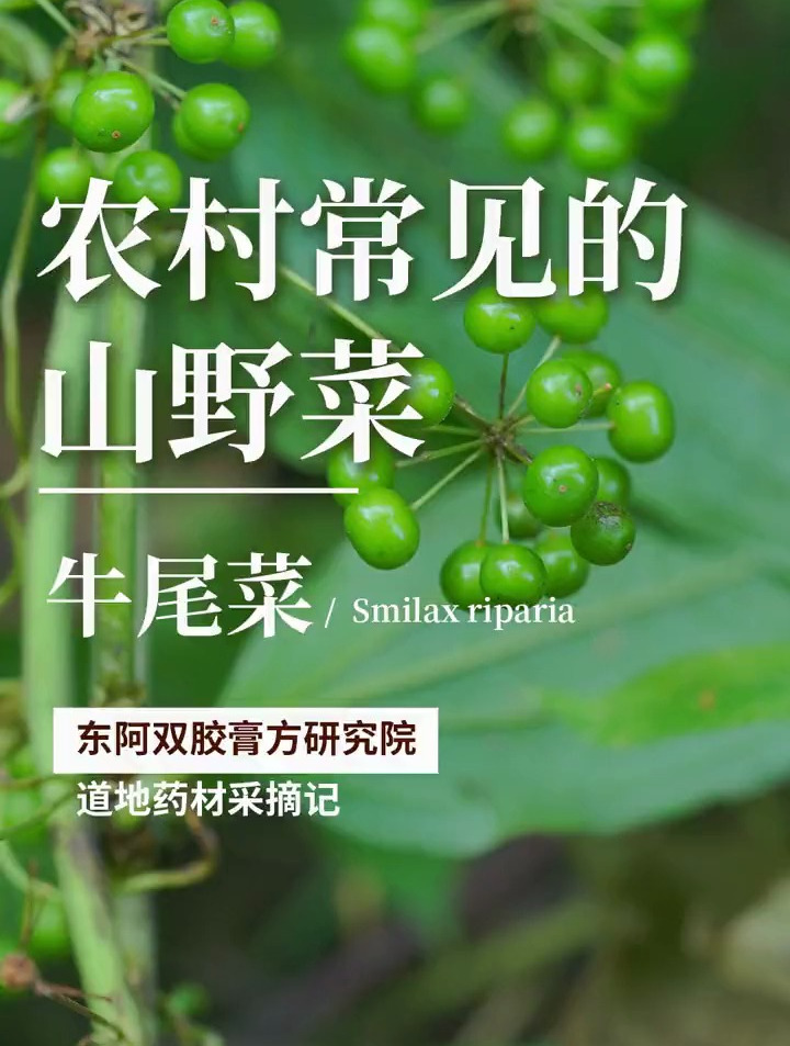 牛尾菜一种农村常见的山野菜,你吃过吗?