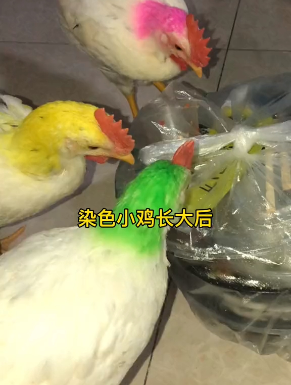 染色小鸡长大后,在网上学习了中药材的阉鸡方式,希望有用