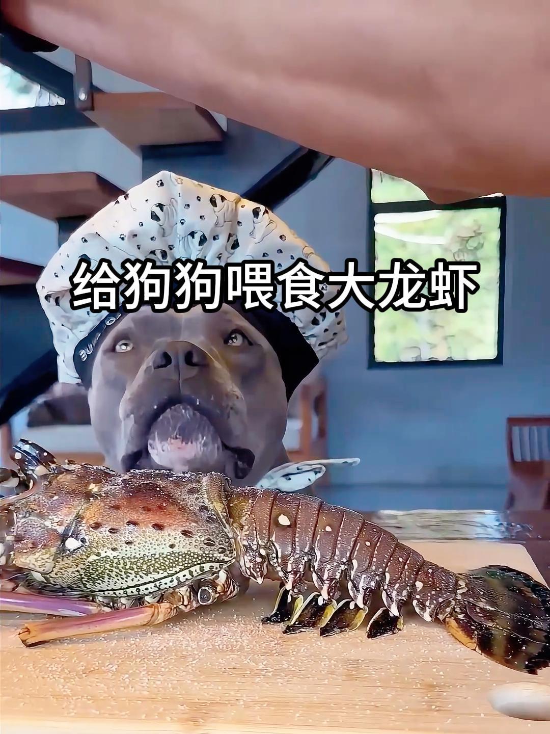 给狗狗喂食大龙虾