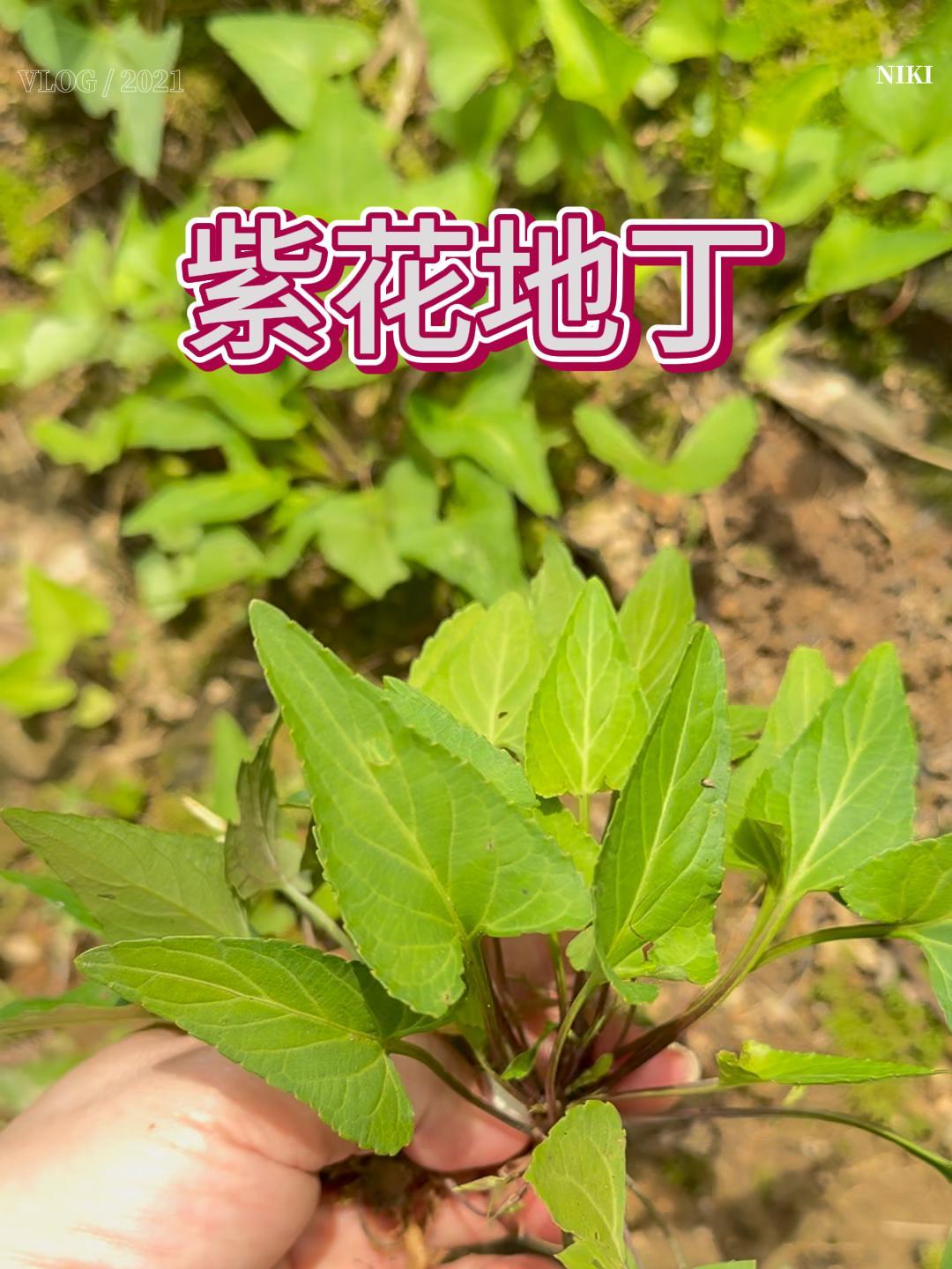 紫花地丁,又称野堇菜,是一种多年生草本植物