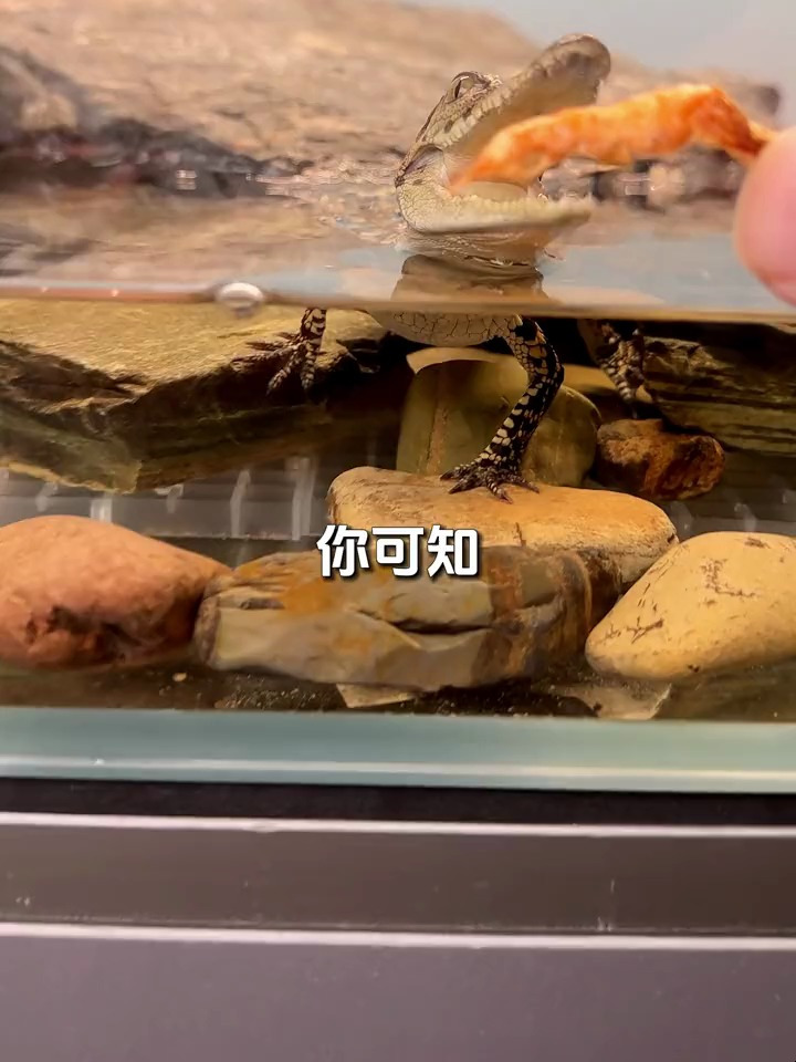 水族南极磷虾是假的吗?你可知营养价值有多高!