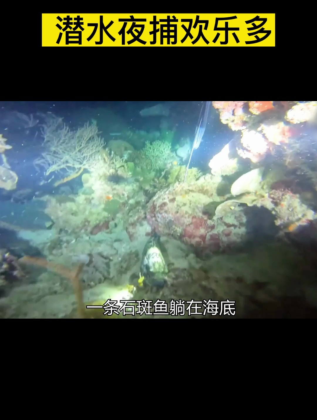 潜水夜捕欢乐多,鱼获打了一长串!