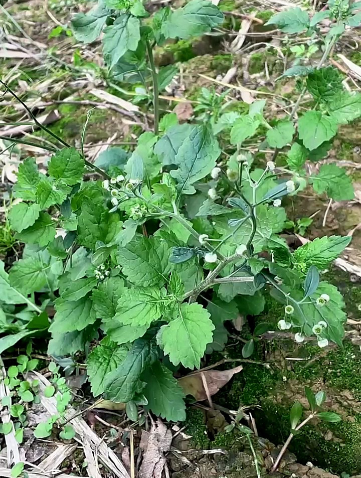 鱼眼草是一种什么样的植物?来了解一下