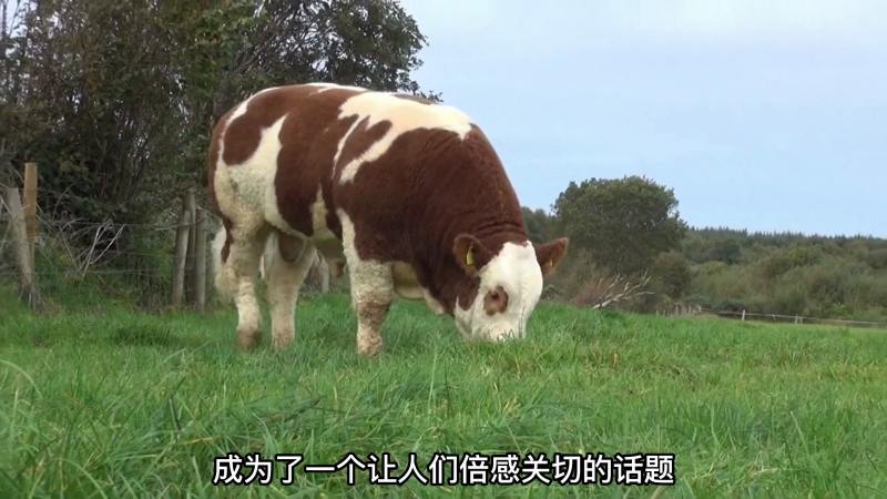 食品安全话题再度引发关注消费者对牛肉安全性要求更高 三农 农业资讯 好看视频