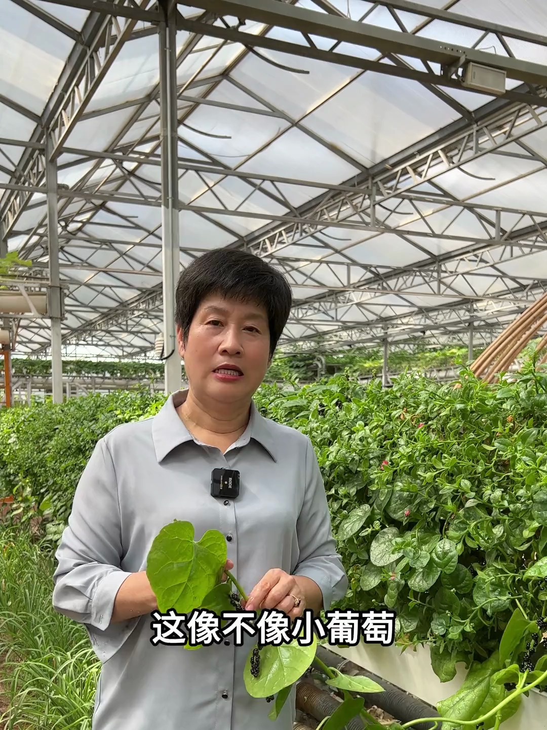 你吃过木耳菜吗?它易种植长势旺盛,能从春天吃到初冬