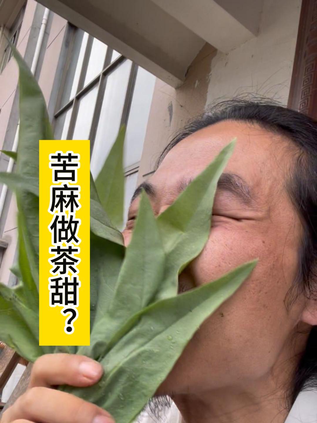 喂猪的苦麻菜,做茶也是甜的?