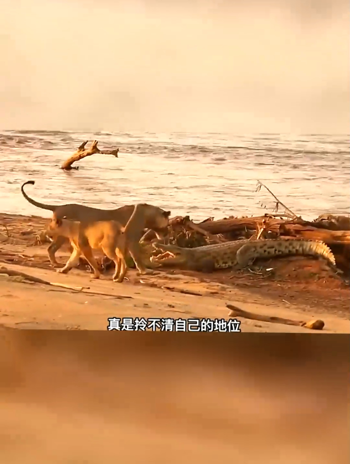 雄狮二话不说上去就给了鳄鱼几个大嘴巴子,鳄鱼连屁都不敢放一个