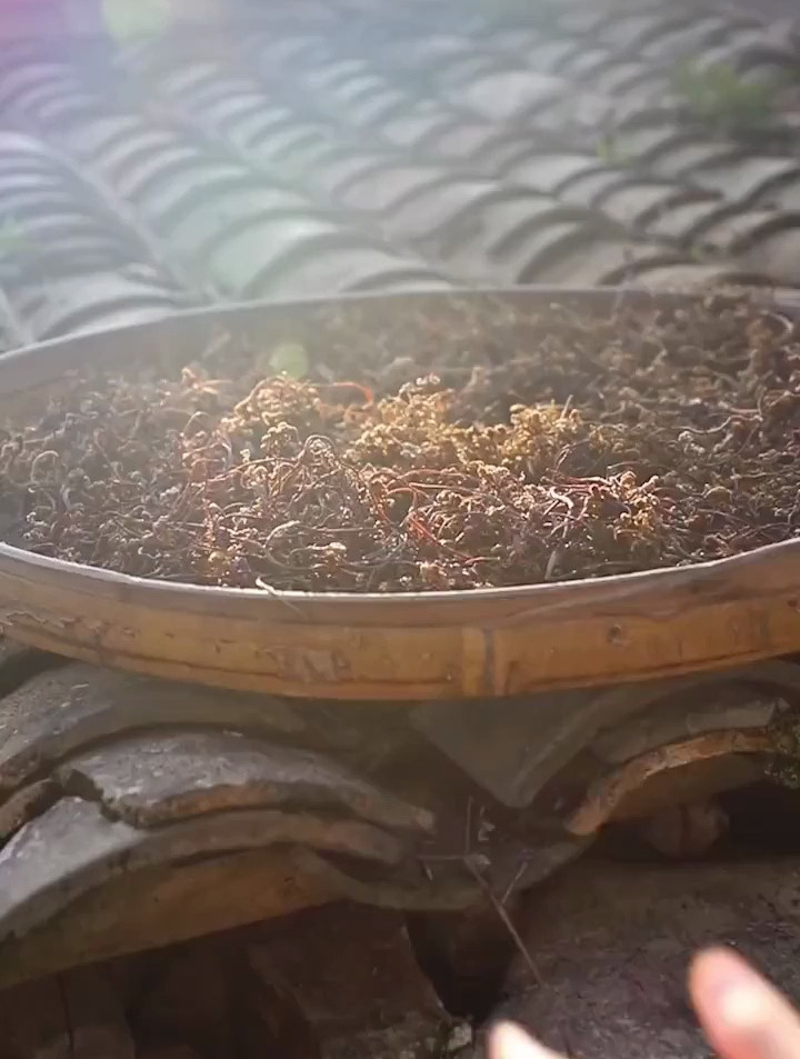 这个蕨菜真的能致癌吗!?那怎么办,我吃了一盘了