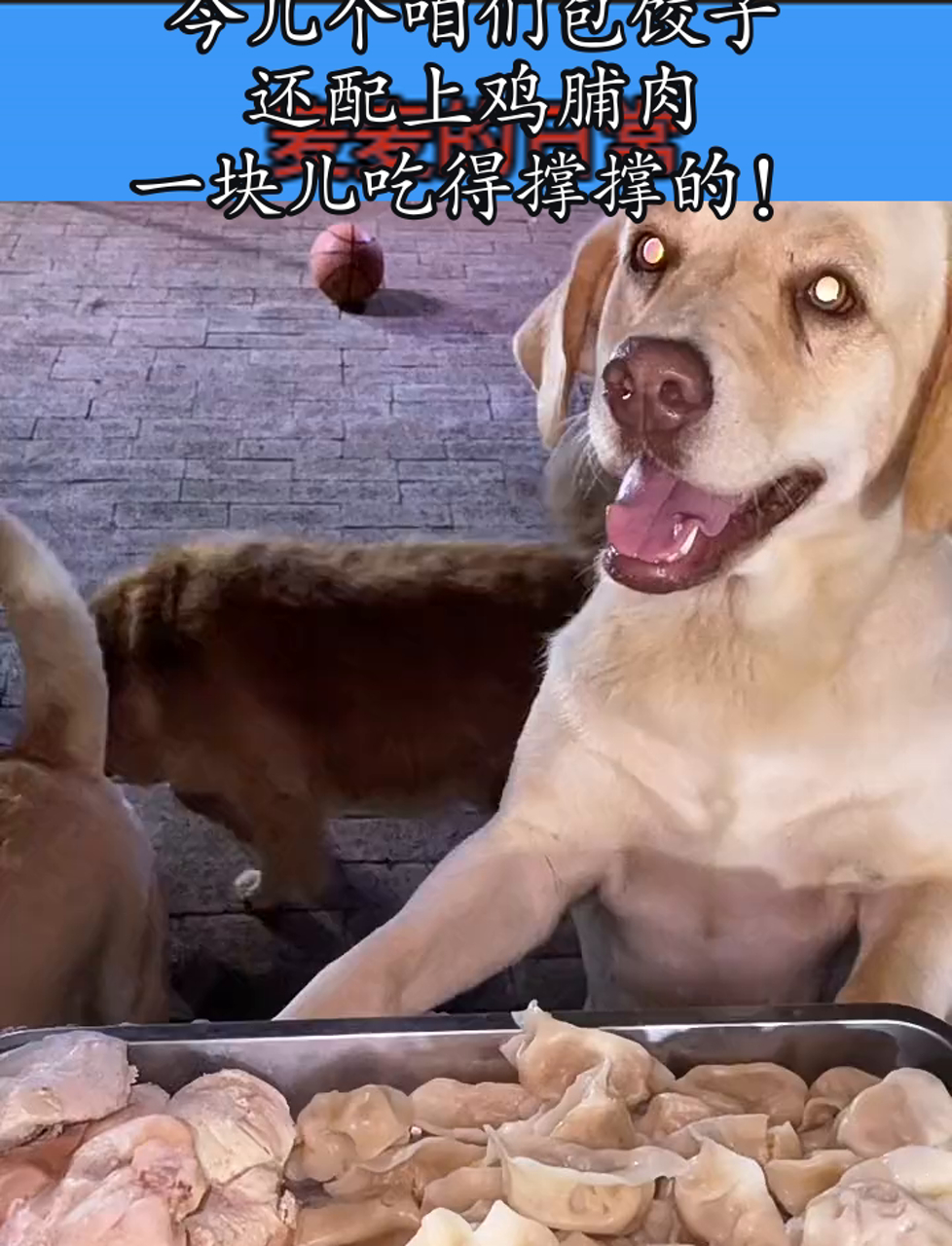 今儿个咱们包饺子,还配上鸡脯肉,一块儿吃得撑撑的!