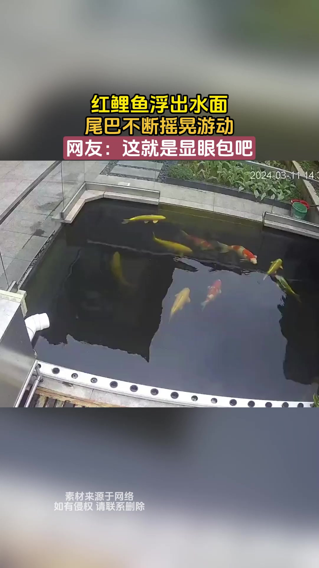 红鲤鱼浮出水面,尾巴不断摇晃游动,网友:这就是显眼包吧