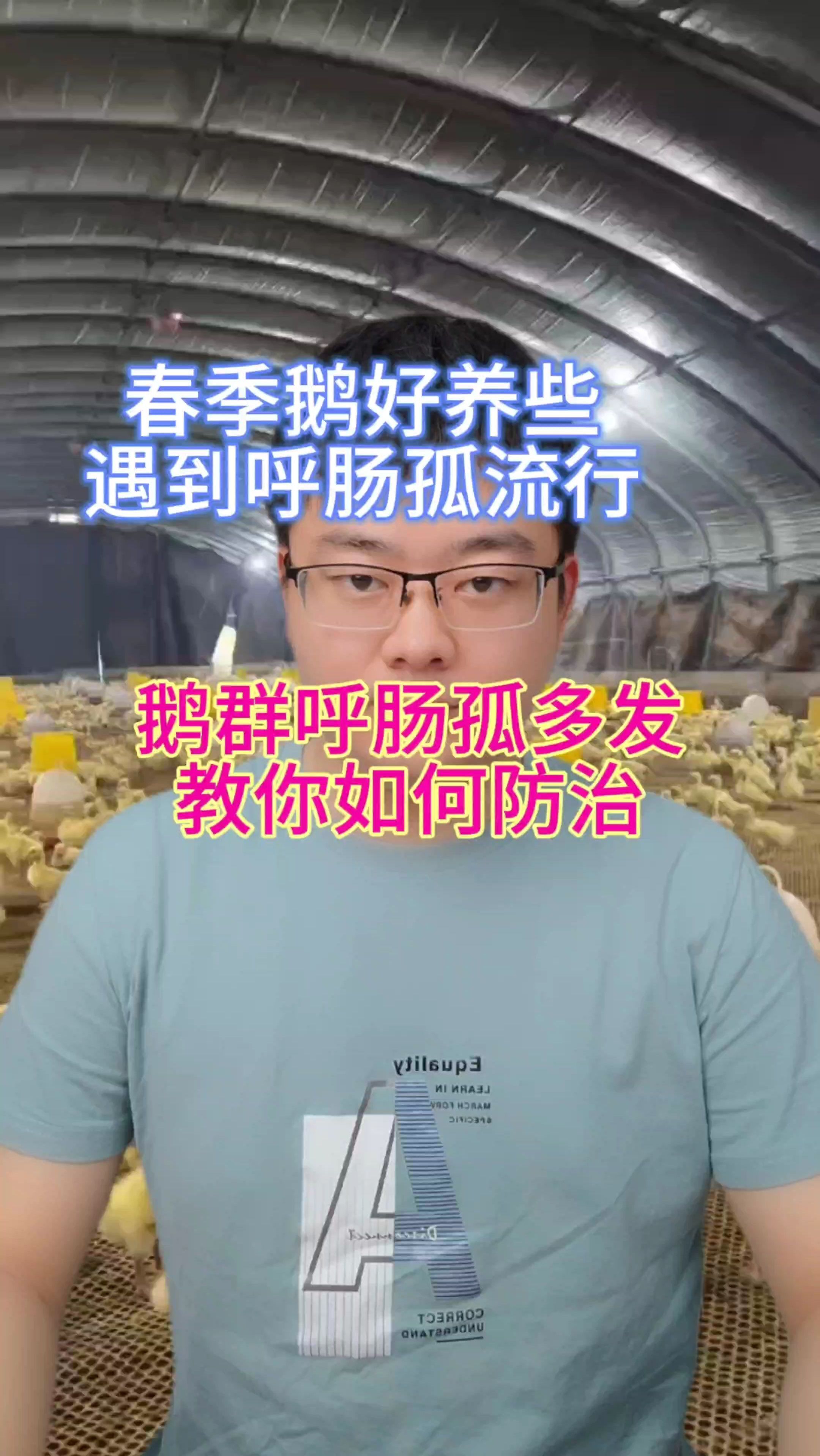 鹅呼肠孤特效 小鹅呼肠孤解剖症状 新型鹅呼肠孤 肉鸭呼肠孤