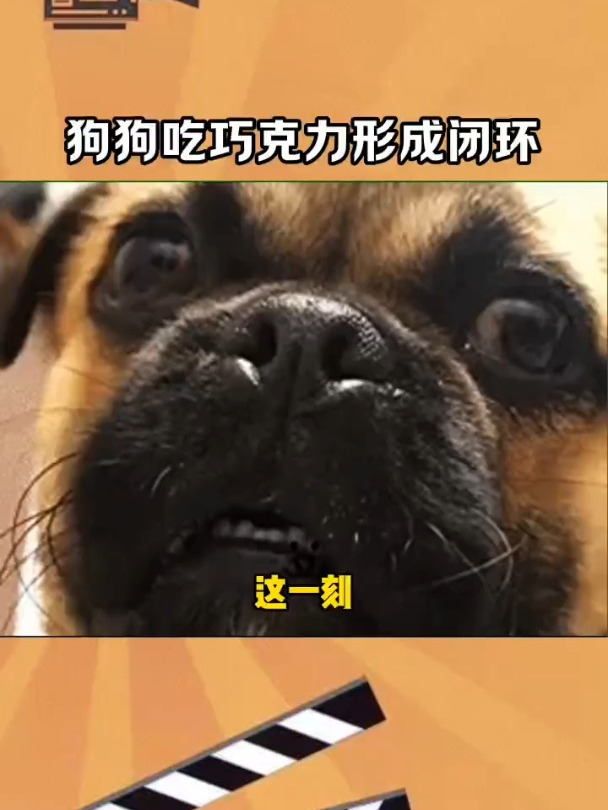狗狗吃巧克力=毒药