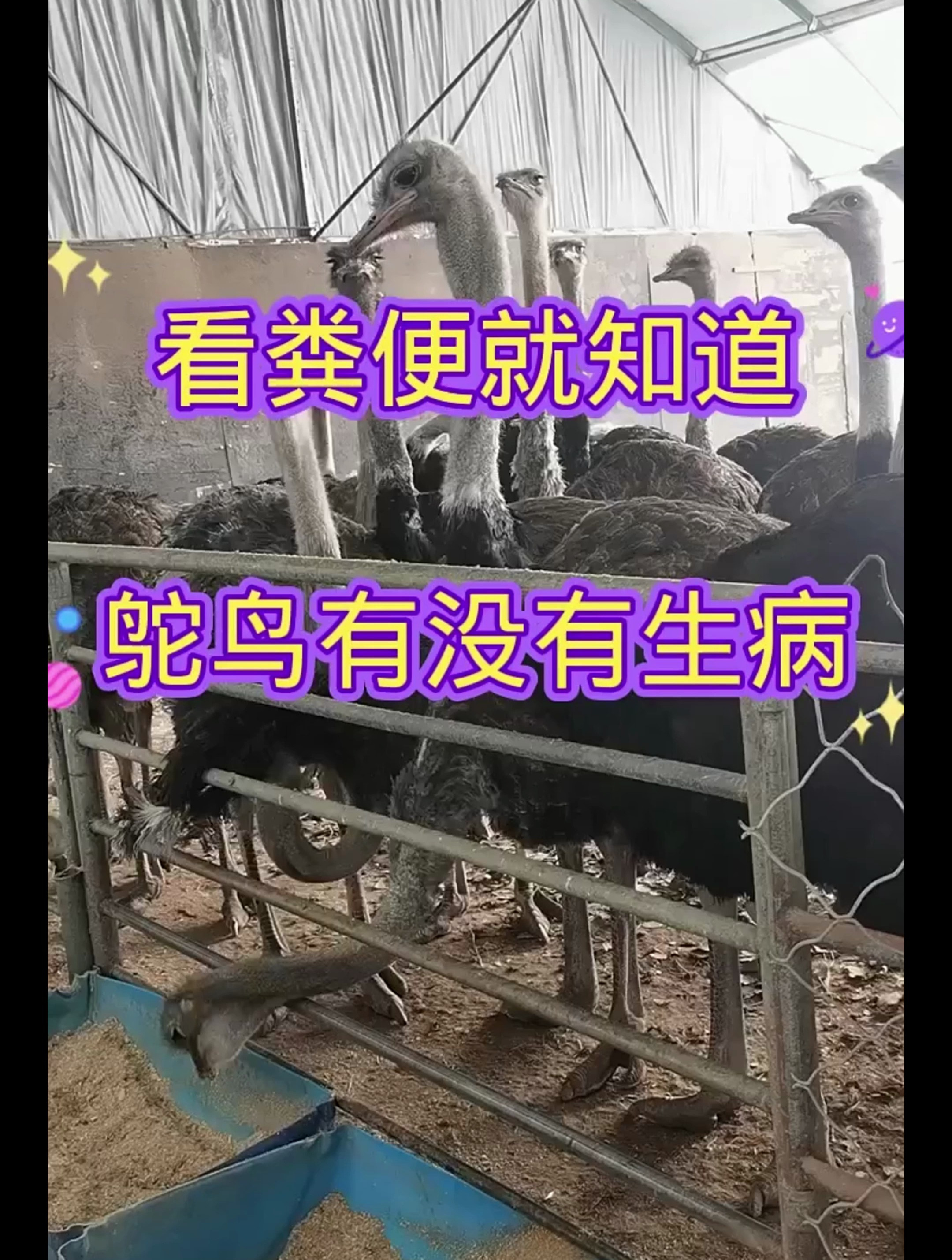 看粪便就知道驼鸟有没有生病