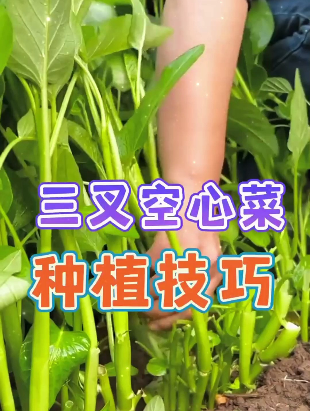 三叉空心菜不挑生长环境,耐高温,播种之后一般7天左右就能出苗