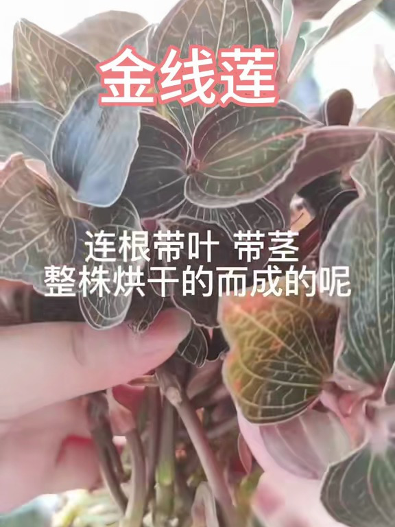 金线莲又别名金线兰、金线草等,你知道它有哪些好处吗