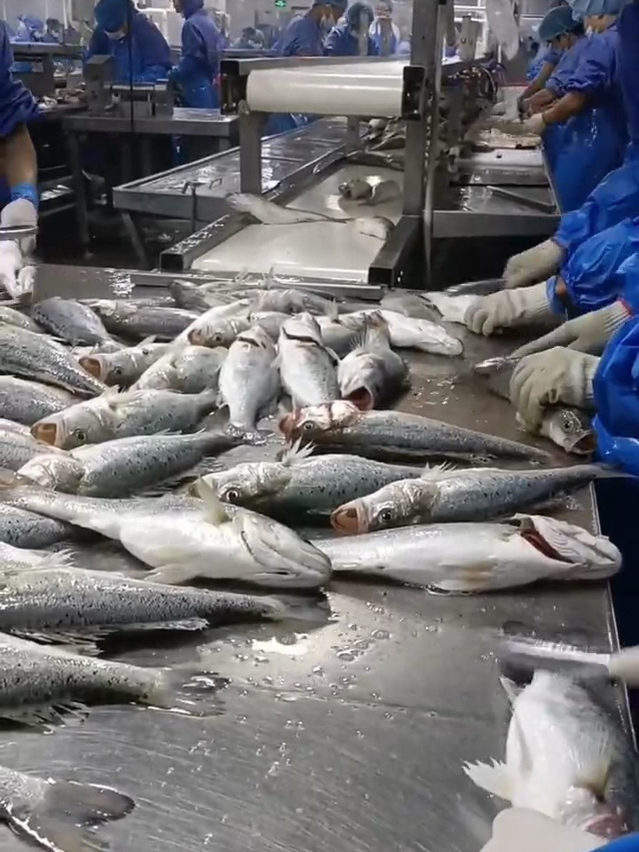 鱼满仓带您探访酒店宴席菜的源头工厂