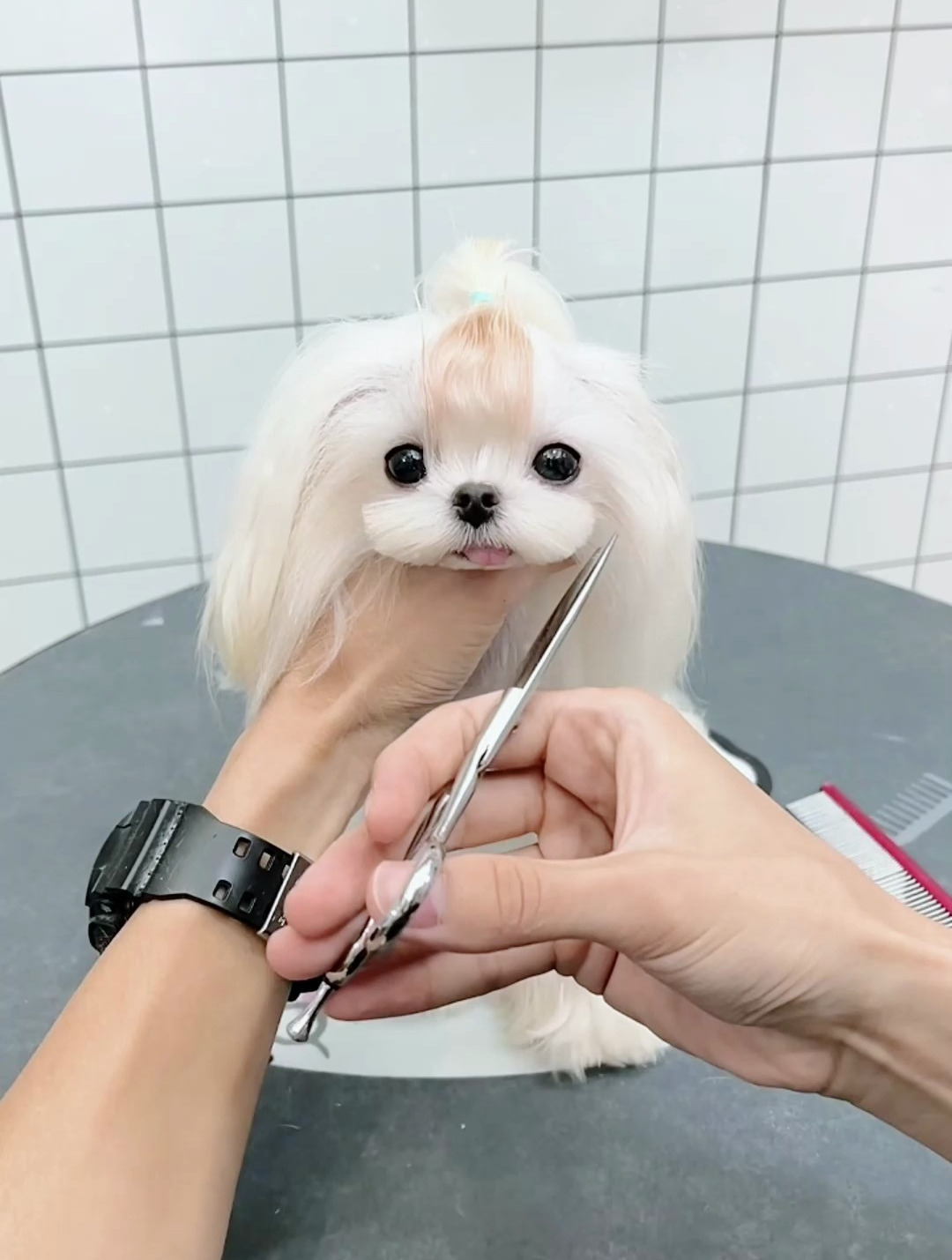 马尔济斯小嘴修剪～效果太好了