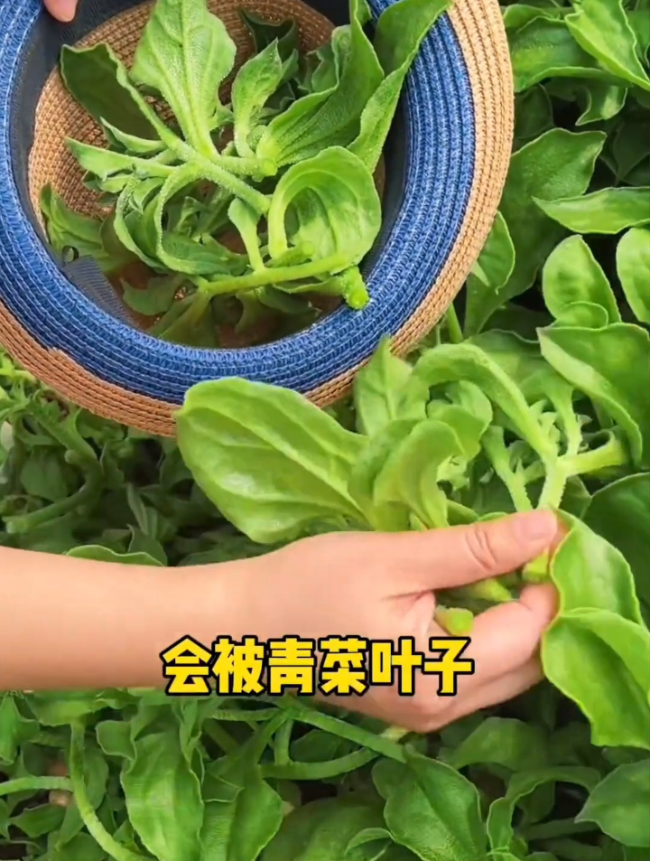 阳台空着不如种点菜!在家就有吃不完的有机蔬菜了!