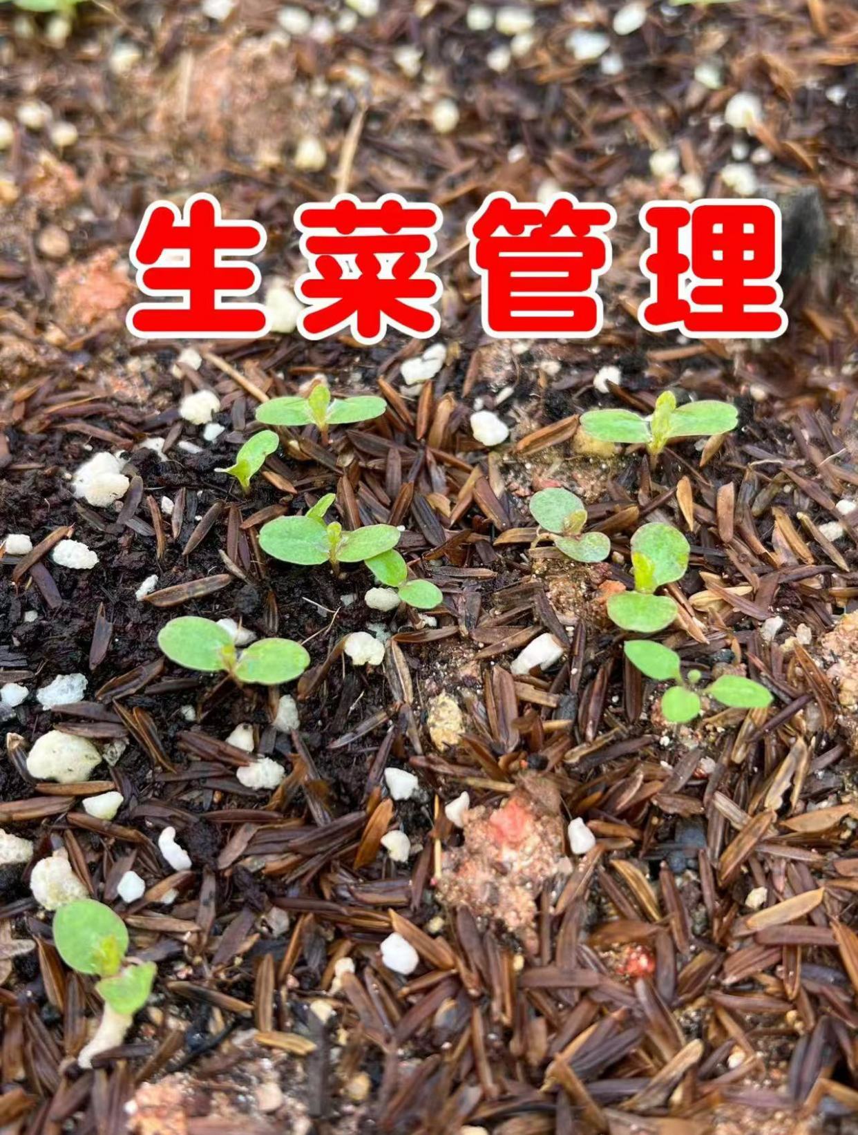 生菜全部出苗了,每一窝留一颗,长出来的生菜好看又好吃