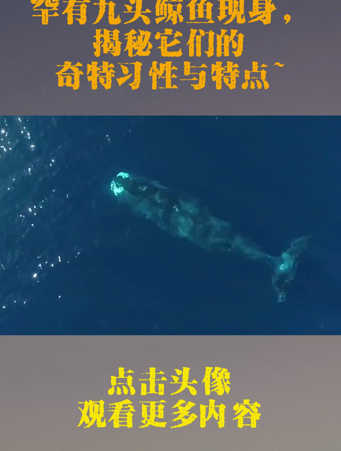 罕有九头鲸鱼现身,揭秘它们的奇特习性与特点~