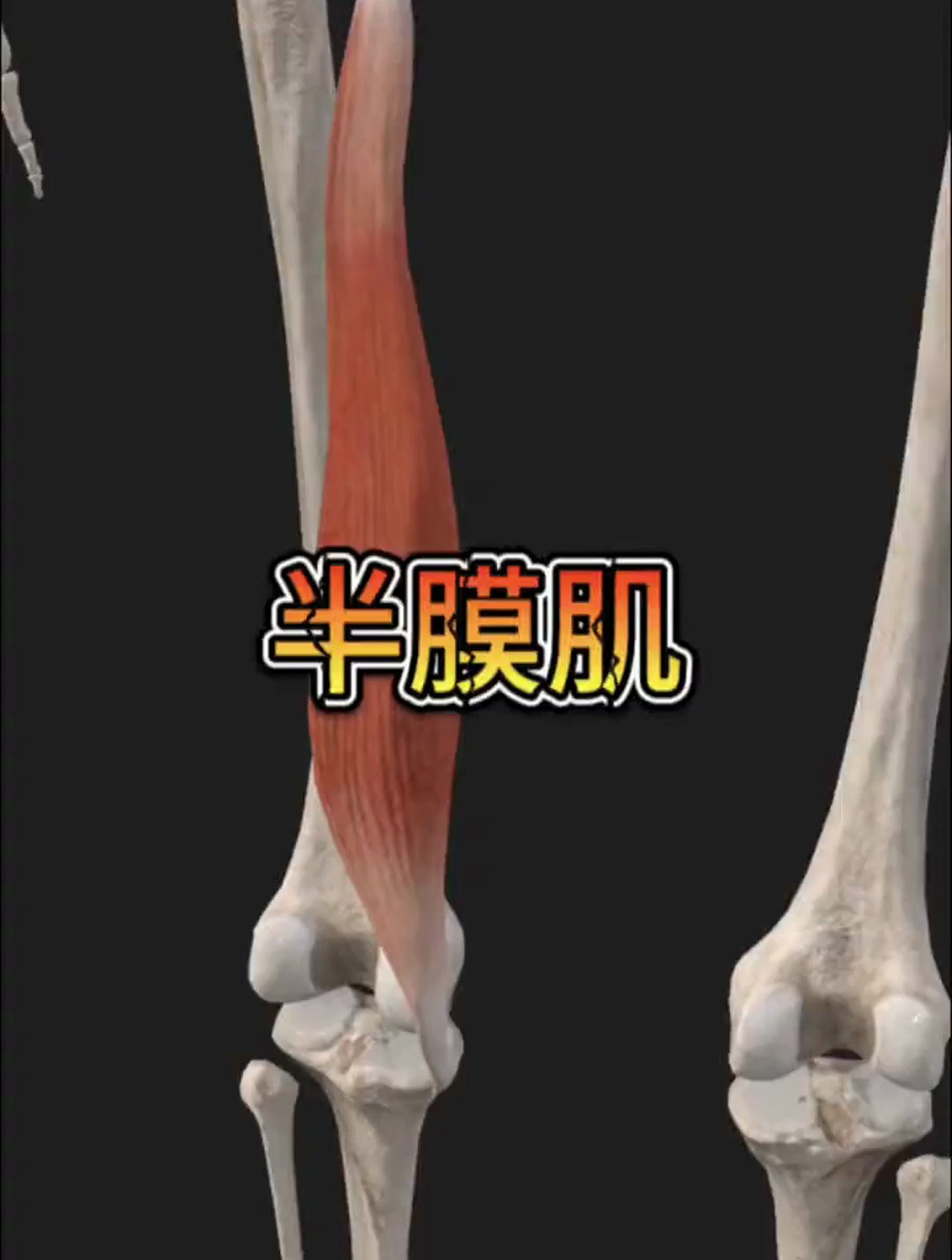 半膜肌肌肉解剖