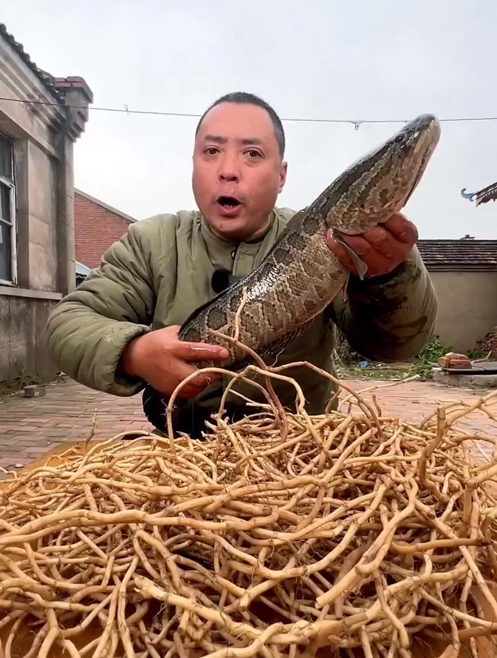 今天用鱼腥草和黑鱼做个刺身尝尝