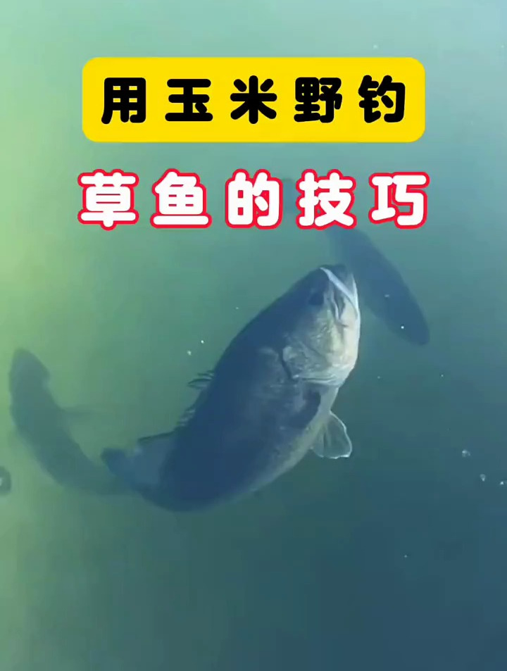 用玉米钓草鱼鲤鱼技巧,钓鱼人,爆护了,钓鱼人的快乐
