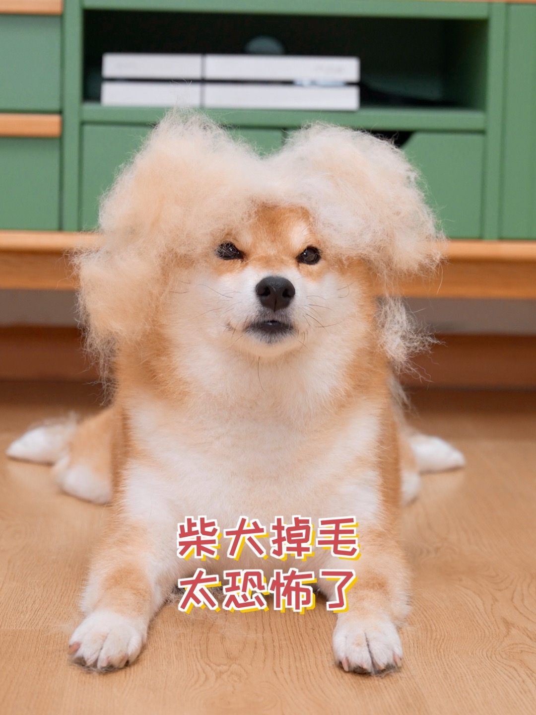 柴犬掉毛有多夸张?