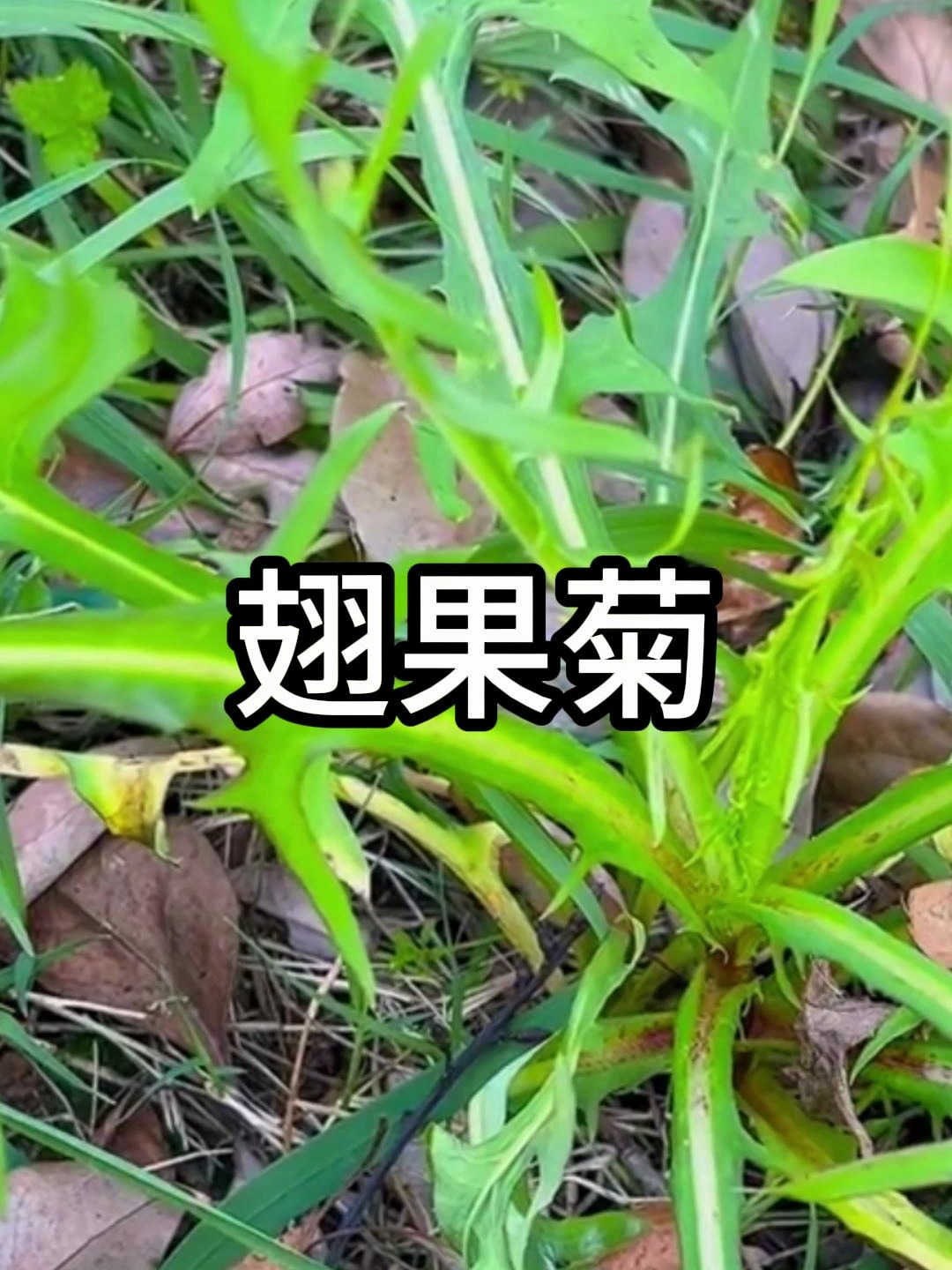 翅果菊,植株形似八卦阵,又名苦莴苣、野莴苣,味道极苦!