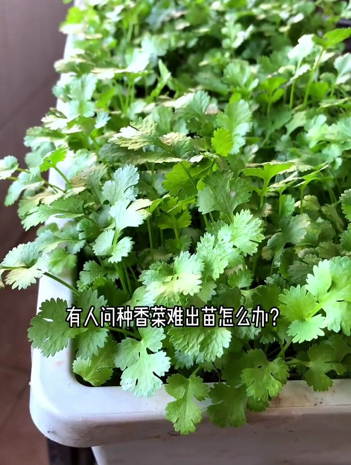 在家种植香菜全过程,给我1分钟,让你在家也能种植出高产的香菜