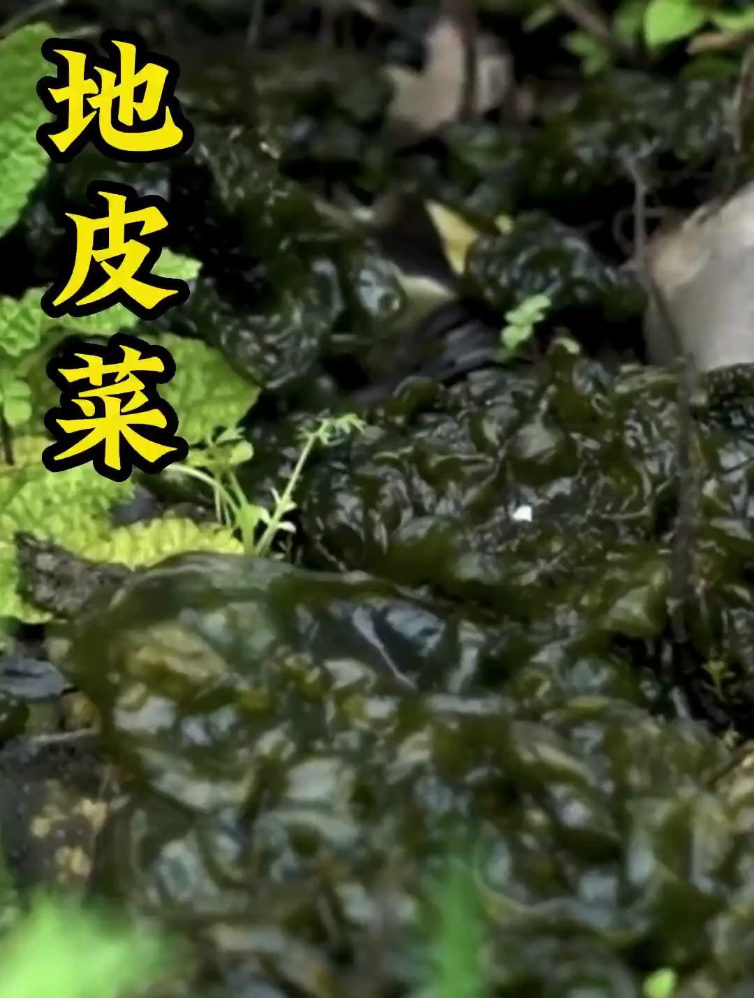 植物科普：你知道地皮菜是什么吗？他的功效与作用呢？