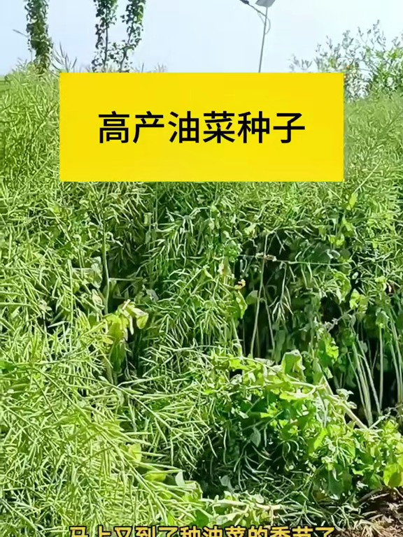 高产油菜种子华油567,它早熟品种,出油率高