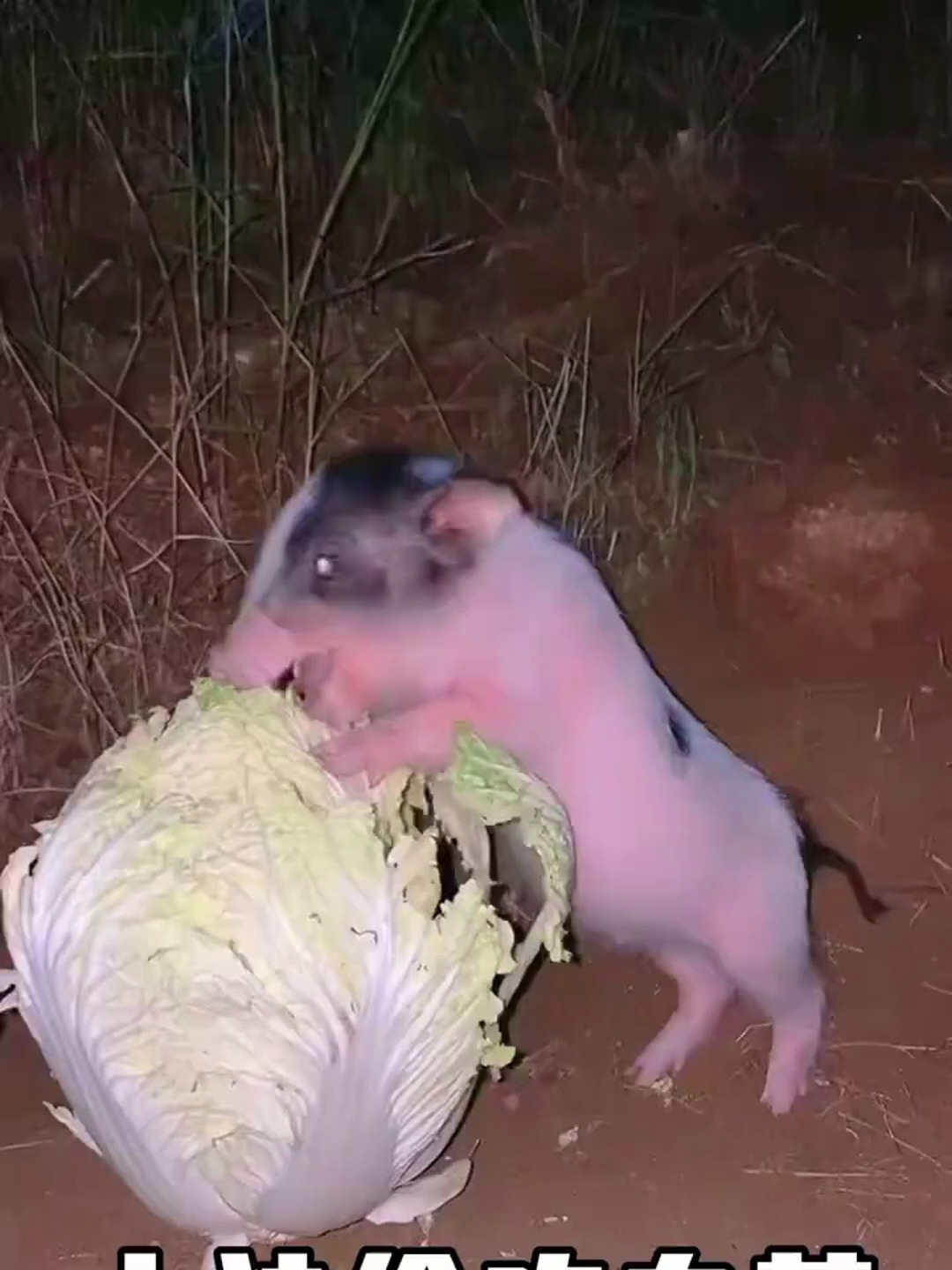小猪偷吃白菜,没想到猪也能这么可爱!