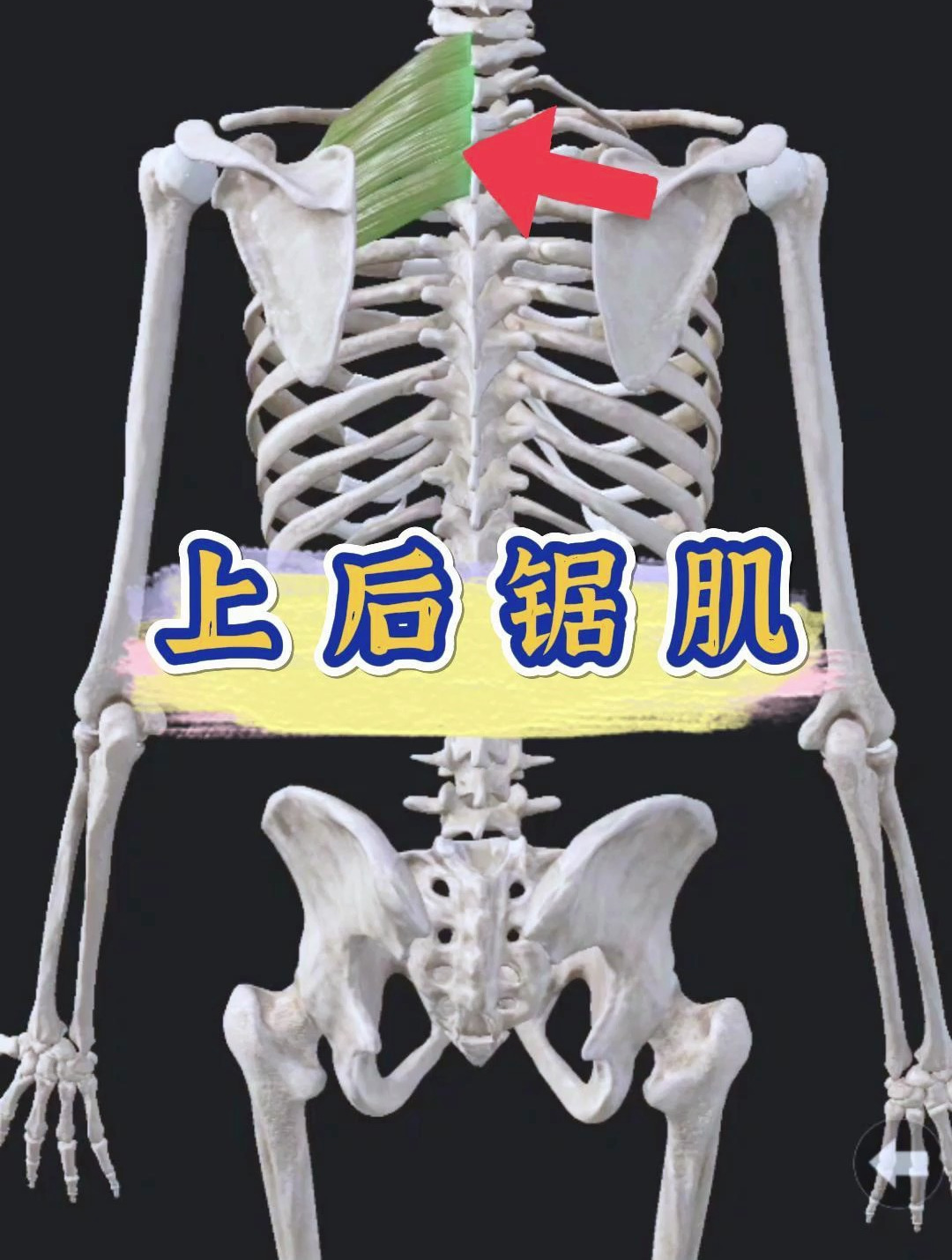 肌肉劳损松解放松:上后锯肌