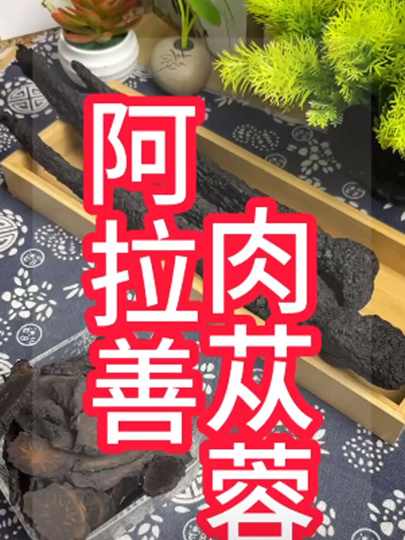 深度讲解,阿拉善肉苁蓉