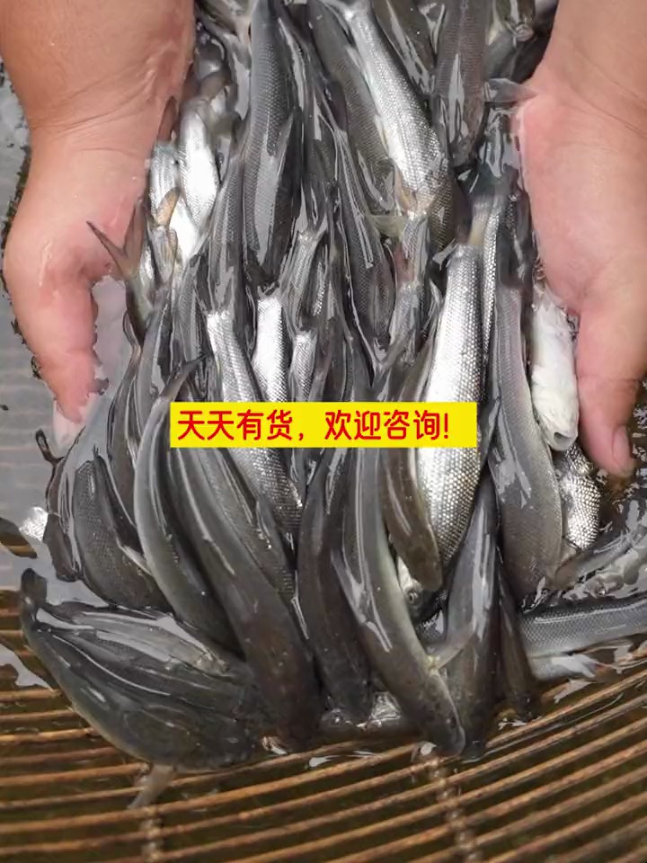 淡水银鳕鱼又叫大鳞鲃鱼,和草鱼、鲤鱼习性相似